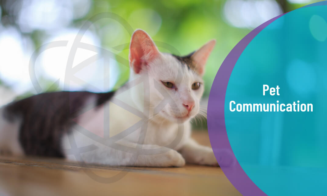 Animal Reiki and Healing
