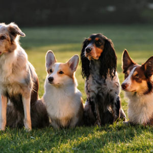 Dog Mobility Instructor