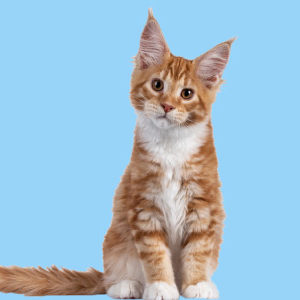 Feline Behaviour and Psychology