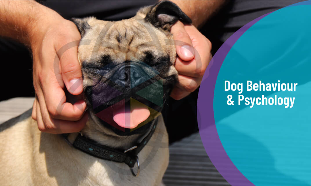 Dog Behaviour and Psychology Level 3
