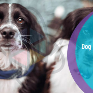 Dog Fostering Online Course