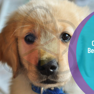 Canine Behaviour and Psychology Level 3
