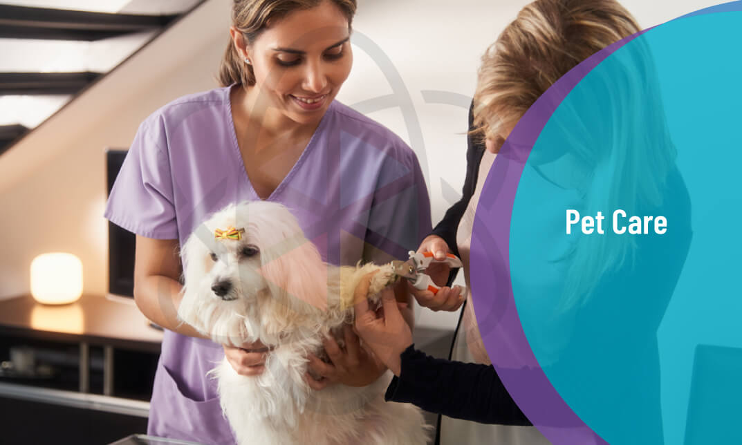 Complete Pet Care Training - Pet First Aid, CPR and Pet Business Certificate - Level 3