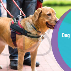 Dog Walker Training Course