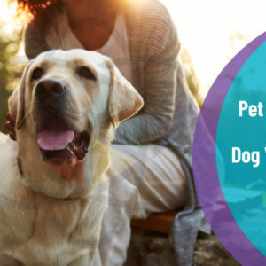 Pet Sitting and Dog Walking