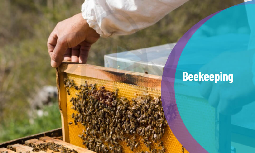 Beekeeping Course