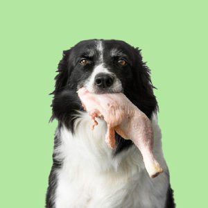 Dog Training - Feed Your Dog A Raw Diet