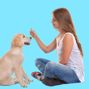 Dog Training Diploma Course