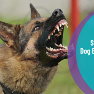Dog Training - Stop Dog Barking