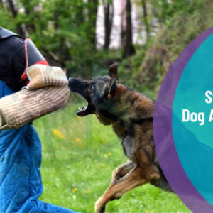 Dog Training - Stop Dog Attacks