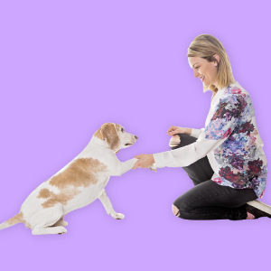 Dog Trainer - Complete Career Guide - 5 Courses In 1