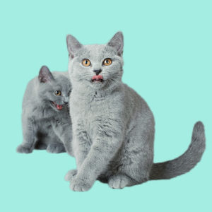 Cat Behavior Rectification & Cat Health Care