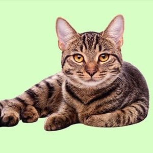 Cattery Management - Level 3