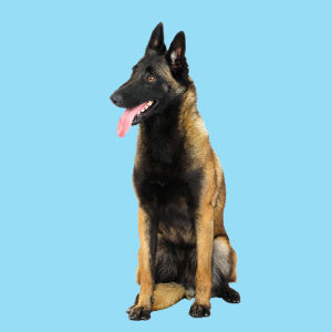 Pet Sitting and Dog Walking Diploma