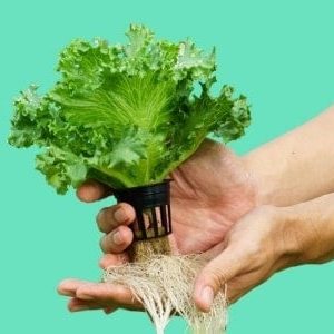 Hydroponics Gardening Online Course