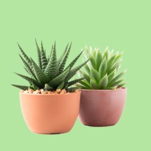 Botany and Gardening Physiology