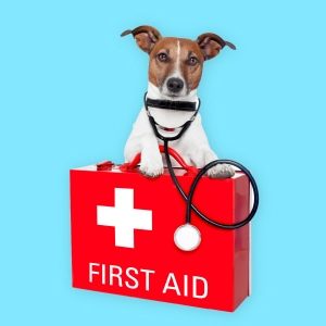 First Aid for Pets