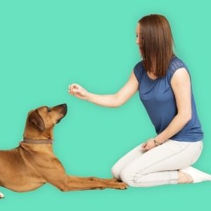 Dog Agility & Obstacle Training