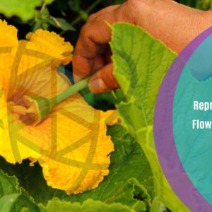 Reproduction in Flowering Plants