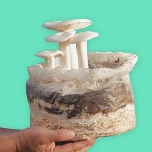 Farming - Growing Mushroom
