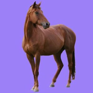 Horse Care - Equine Psychology