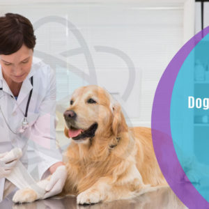 Dog First Aid