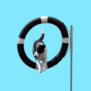 Dog Agility & Obstacle Training