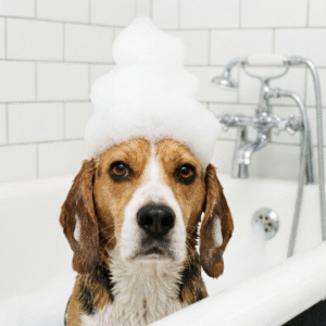 Dog Cleaning