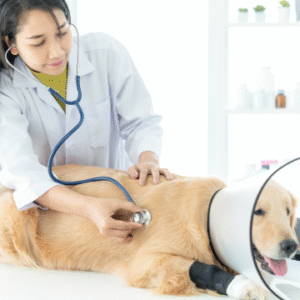 Dog Health Care