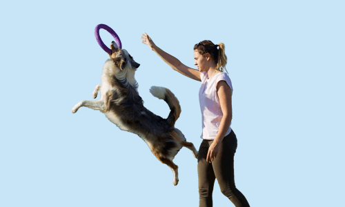 Pet Training Masterclass