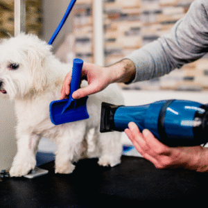 Setting Up Your Dog Grooming Business