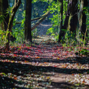 Forest Schooling