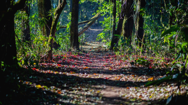 Forest Schooling