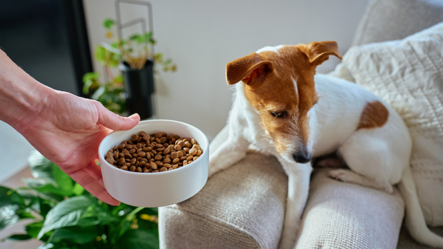 Dog Nutrition