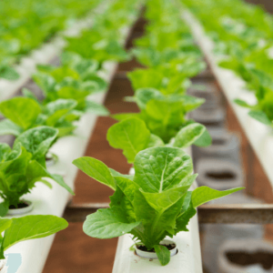 Build Your Own Home Hydroponic Farm