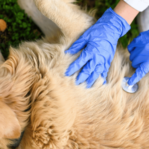 Canine First Aid and CPR
