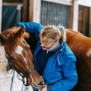 Horse Care - Equine Psychology